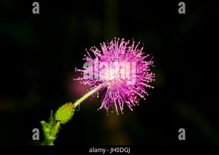 Image Fleurs Mimosa pudica prises dans le Parc National de Soberania au Panama Banque D'Images