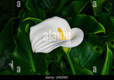 Fleur d'Anthurium blanc avec un fond vert Banque D'Images