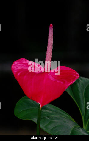 Fleur d'anthurium rouge également connu sous le nom de la langue ou peint fleur Flamingo Banque D'Images