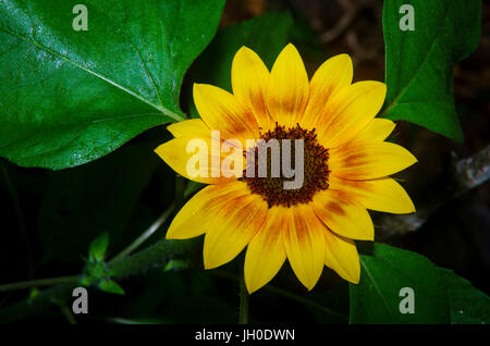 Tournesol jaune vif avec fond vert sombre Banque D'Images