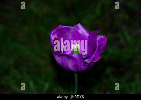 Purple tulip avec fond vert sombre Banque D'Images