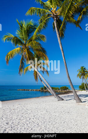 Palmiers tropicaux sur sable blanc propre Smathers Beach à Key West Banque D'Images