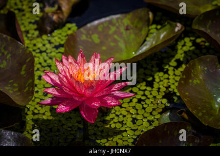 Floraison rouge unique Water Lily in pond Banque D'Images