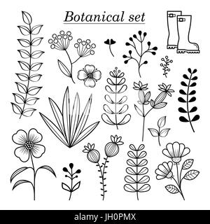 Illustration botanique dessiné à la main, fleurs sauvages et herbes, collection botanique vecteur éléments design Illustration de Vecteur