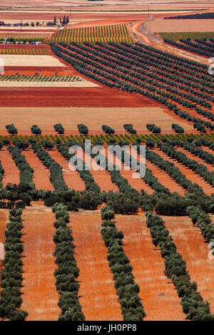 Les oliviers poussent sur les plaines de La Manche, dans la région Castilla -La-Mancha du centre de l'Espagne Banque D'Images