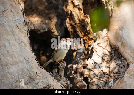 Moineau domestique (Passer domesticus) prise de nourriture pour nourrir les jeunes et dans un nid dans un trou dans un arbre Banque D'Images