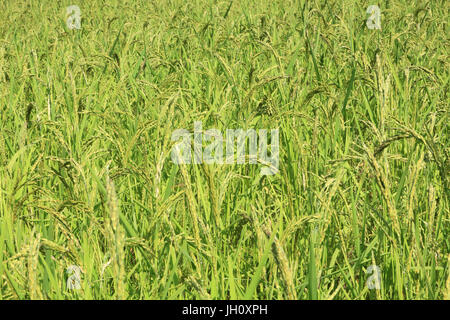 L'agriculture. Close up de la culture du riz dans une rizière. Le Laos. Banque D'Images