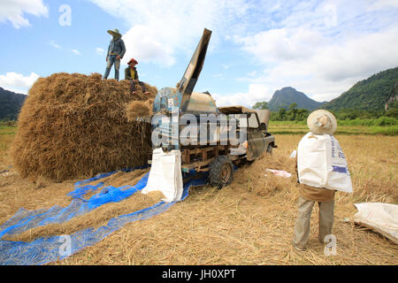 L'agriculture. Champ de riz. Lao farmer la récolte du riz en milieu rural paysage. Le Laos. Banque D'Images