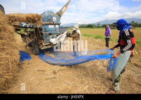 L'agriculture. Champ de riz. Lao farmer la récolte du riz en milieu rural paysage. Le Laos. Banque D'Images