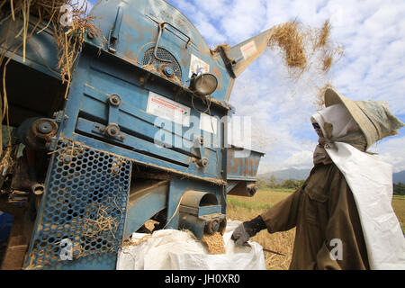 L'agriculture. Champ de riz. Lao farmer la récolte du riz en milieu rural paysage. Le Laos. Banque D'Images