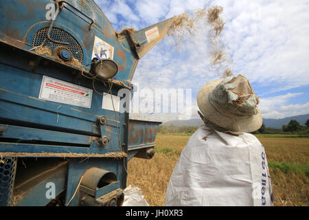 L'agriculture. Champ de riz. Lao farmer la récolte du riz en milieu rural paysage. Le Laos. Banque D'Images