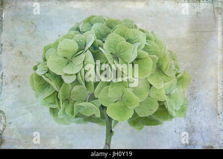 Close up l'étude d'une tête de balai vert l'hydrangea. Banque D'Images