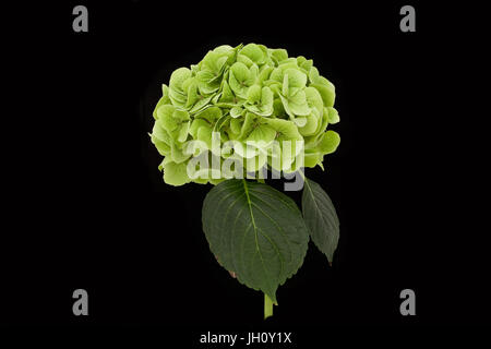 Close up l'étude d'une tête de balai vert l'hydrangea. Banque D'Images