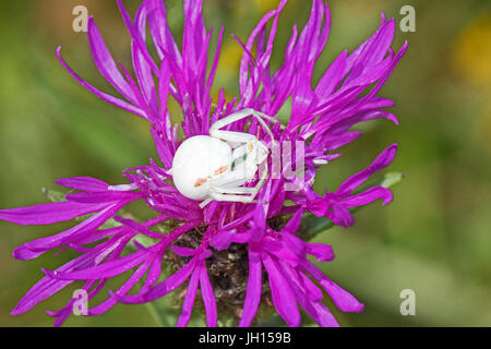 Araignée crabe femelle (Misumena vatia) sur la centaurée noire Banque D'Images