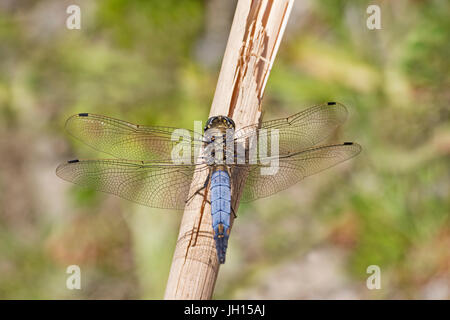 Homme Black-tailed Skimmer (Orthetrum cancellatum) Banque D'Images