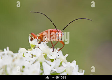 Soldat Beetle rouge commun avec le pollen-visage couvert Banque D'Images