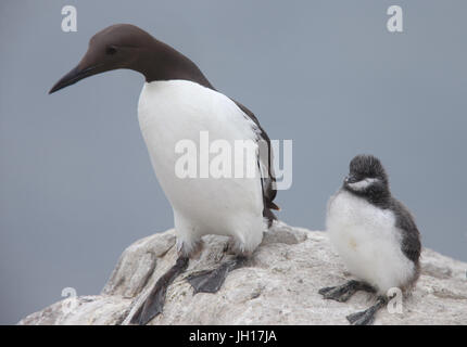 Guillemot de Troïl, Commun, (Uria aalge), parent et enfant, Iles Farne, Yorkshire, Angleterre, Royaume-Uni. Banque D'Images