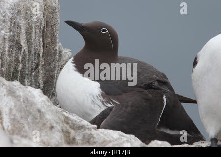 Guillemot de Troïl, Commun, (Uria aalge), 'forme' bridée, parent et juvéniles à l'abri sous aile, Iles Farne, Yorkshire, Angleterre, Royaume-Uni. Banque D'Images