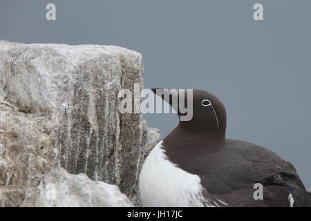 Portrait d'un guillemot (Uria aalge Guillemot marmette,), "bridée", forme des îles Farne, Northumbria, England, UK. Banque D'Images