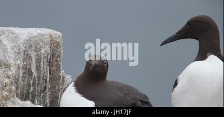 Portrait de deux guillemots (Uria aalge Guillemot marmette,), "bridée" et forme normale, Iles Farne, Yorkshire, Angleterre, Royaume-Uni. Banque D'Images