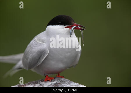 Sterne arctique (Sterna paradisaea), adulte debout avec lançon dans bec, Iles Farne, Yorkshire, Angleterre, Royaume-Uni. Banque D'Images