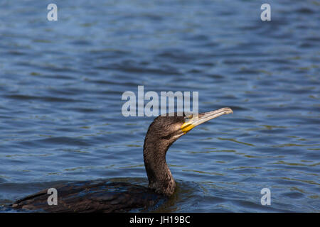 Grand cormoran natation / Plage / voie de voile sur la plage Banque D'Images