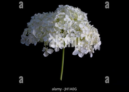 Close up l'étude de l'Hydrangea Anabellle. Banque D'Images