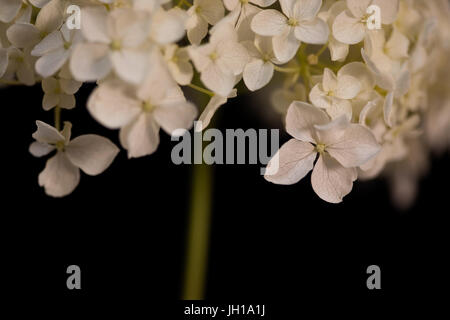 Close up l'étude de l'Hydrangea Anabellle. Banque D'Images