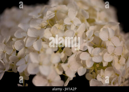 Close up l'étude de l'Hydrangea Anabellle. Banque D'Images