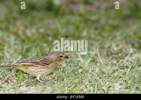 Canário, oiseau-da-terra, Ilha do Mel, Encantadas, Paraná, Brésil Banque D'Images
