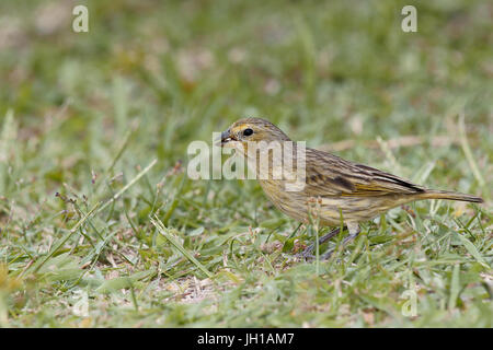 Canário, oiseau-da-terra, Ilha do Mel, Encantadas, Paraná, Brésil Banque D'Images