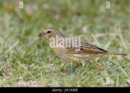 Canário, oiseau-da-terra, Ilha do Mel, Encantadas, Paraná, Brésil Banque D'Images
