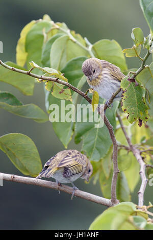 Canário, oiseau-da-terra, Ilha do Mel, Encantadas, Paraná, Brésil Banque D'Images
