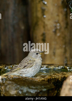 Canário, oiseau-da-terra, Ilha do Mel, Encantadas, Paraná, Brésil Banque D'Images