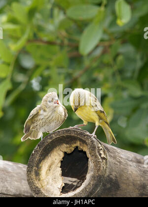 Canário, oiseau-da-terra, Ilha do Mel, Encantadas, Paraná, Brésil Banque D'Images
