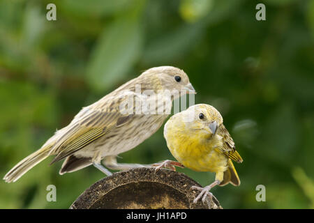 Canário, oiseau-da-terra, Ilha do Mel, Encantadas, Paraná, Brésil Banque D'Images