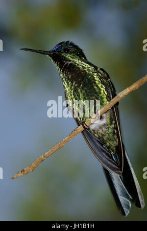 Oiseau, Beija-flor-de-fronte-violeta, Ilha do Mel, Encantadas, Paraná, Brésil Banque D'Images