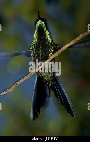 Oiseau, Beija-flor-de-fronte-violeta, Ilha do Mel, Encantadas, Paraná, Brésil Banque D'Images