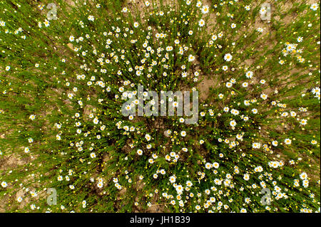 Domaine de fleurs de camomille - birds eye view Banque D'Images