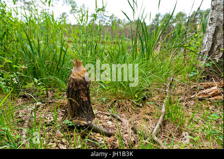 Une souche d'arbre et un peu de branches dans l'herbe. Banque D'Images