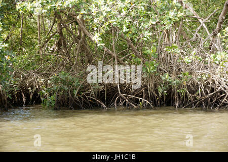 Rio Preguiças, Vassouras, Maranhão, Brésil Banque D'Images