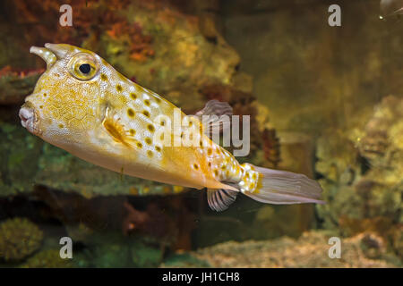 Longhorn Cowfish Lactoria cornuta (UK) Banque D'Images