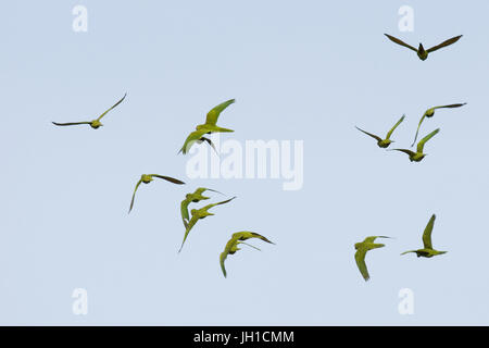 Les oiseaux, Aratinga-front-bleu, Maranhão, Brésil, l'ATINE Banque D'Images