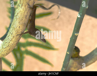 HDR Brown anole cubain sur un membre en Floride Banque D'Images