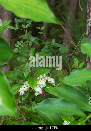 Bleeding Heart vine Banque D'Images