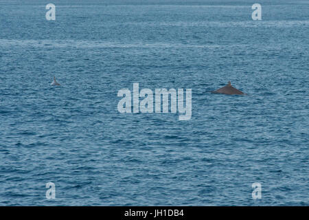 Les hommes et les femmes, les baleines à bec de Blainville Mesoplodon densirostris, ou les baleines à bec-dense, surfaçage, Maldives, océan Indien Banque D'Images