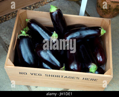 Fort d'aubergines au Chelsea Flower Show 2017 Banque D'Images