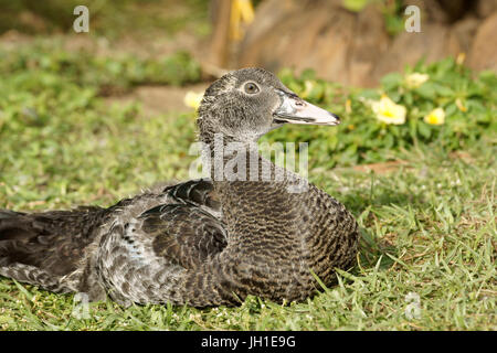 Bird, canard-savage, Lençois, atine. Maranhão, Brésil Banque D'Images