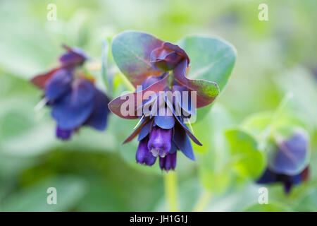 Cerinthe major Purpurascens des fleurs au printemps. Honeywort fleur. Banque D'Images