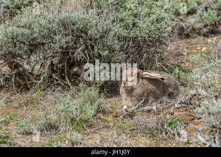 De Townsend (Lepus townsendii), de repos près de l'armoise, Wyoming, USA, par Bruce Montagne Banque D'Images